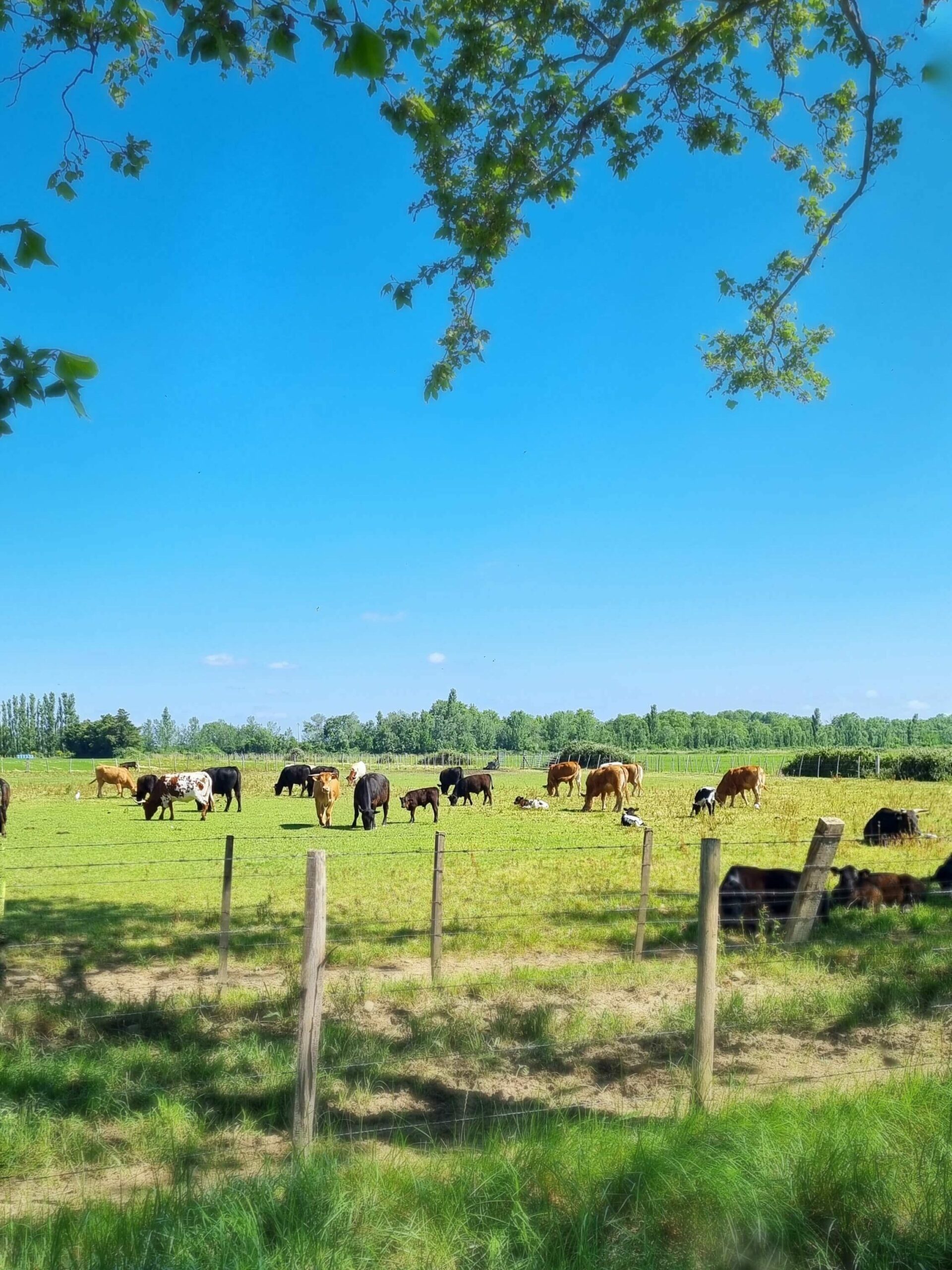 élevage viande boeuf arles crau camargue bos de la crau la tapie de bouchet